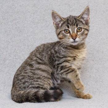 Dora -  Domestic Short Hair Cat for Adoption in Sunnyvale, California - Dora | PetCurious