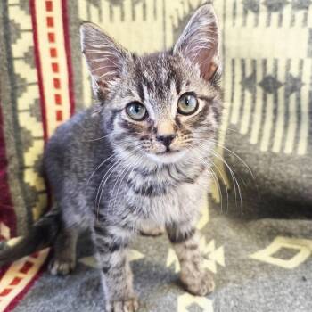 Musa -  Domestic Short Hair Cat for Adoption in Mt. Juliet, Tennessee - Musa | PetCurious