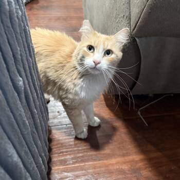 Maine Coon and Domestic Medium Hair Cats Available for Adoption in Fresno, California - Buddy L | PetCurious