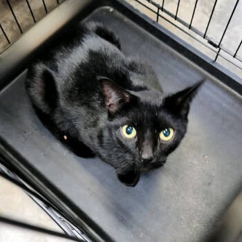 Rescue Domestic Short Hair Cats for Adoption in Columbus, North Carolina - Comet | PetCurious
