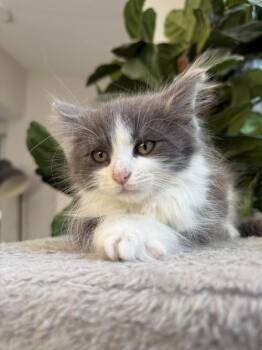 Potter -  Domestic Long Hair Cat Available for Adoption in San Jose, California - Potter | PetCurious