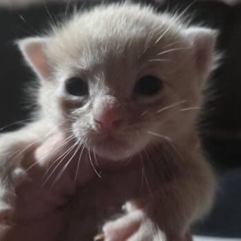 Mako -  Domestic Short Hair Cat for Adoption in Council Bluffs, Iowa - Mako | PetCurious