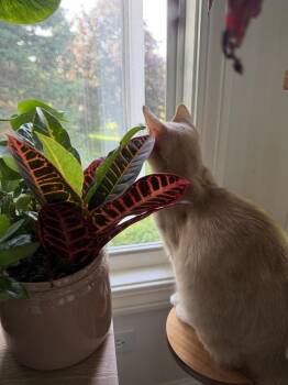 Sorbet -  Domestic Short Hair Cat for Adoption in Union Grove, Wisconsin - Sorbet | PetCurious