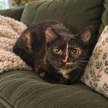 Jane -  Domestic Short Hair Cat for Adoption - Jane | PetCurious