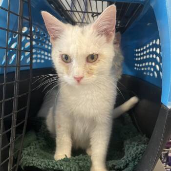 Domestic Short Hair Cats Available for Adoption in Edwardsville, Illinois - Smudge | PetCurious