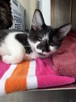 Gregory -  Domestic Short Hair Cat for Adoption in Westland, Michigan - Gregory | PetCurious