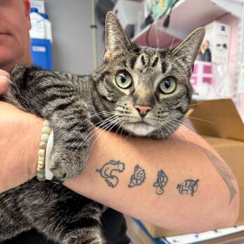 Snaps -  Domestic Short Hair Cat for Adoption in Port Richey, Florida - Snaps | PetCurious