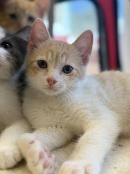 TOFFEE -  Domestic Short Hair Cat for Adoption in Fernandina Beach, Florida - TOFFEE | PetCurious