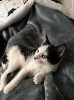 Weekend -  Domestic Short Hair Cat for Adoption in Youngtown, Arizona - Weekend | PetCurious