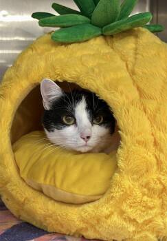 Gravy -  Domestic Short Hair Cat for Adoption in Virginia Beach, Virginia - Gravy | PetCurious