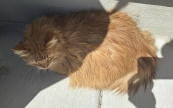 *Sol* -  Domestic Long Hair Cat for Adoption in Salt Lake City, Utah - *Sol* | PetCurious
