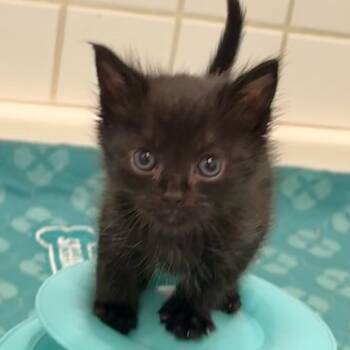 Morticia -  Domestic Short Hair Cat for Adoption in Los Angeles, California - Morticia | PetCurious