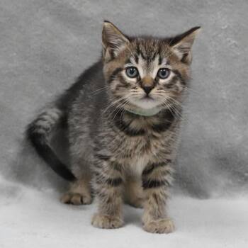 Domestic Medium Hair Cats Available for Adoption in Sunnyvale, California - Pretzel (Aqua) | PetCurious