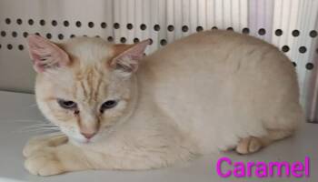 Caramel -  Siamese Cat for Adoption in Mena, Arkansas - Caramel | PetCurious