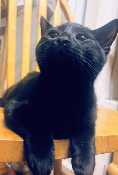 Rescue Domestic Short Hair Cats for Adoption in Nazareth, Pennsylvania - Cedric Kitten | PetCurious
