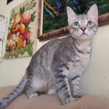 Rescue Domestic Short Hair Cats for Adoption in Westminster, California - Bvlgari | PetCurious
