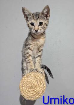 Rescue Domestic Short Hair and Torbie Cats for Adoption in Seal Beach, California - Kitten Umiko | PetCurious