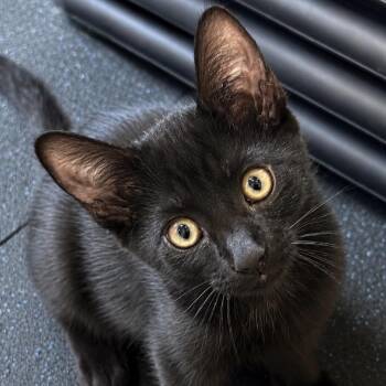 Bob -  Domestic Short Hair Cat for Adoption in Inman, South Carolina - Bob | PetCurious