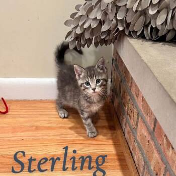 Sterling -  Tabby Cat for Adoption in Saginaw, Michigan - Sterling | PetCurious