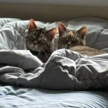 Spice & Sugar -  Domestic Short Hair and Mixed Breed Cat for Adoption in Philadelphia, Pennsylvania - Spice & Sugar | PetCurious