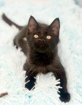 Tin Can -  Maine Coon Cat for Adoption in Covington, Louisiana - Tin Can | PetCurious