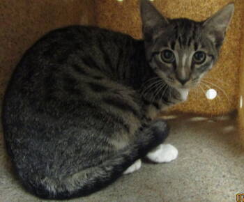 Rescue Domestic Short Hair Cats for Adoption in Raleigh, North Carolina - Diana Prince | PetCurious