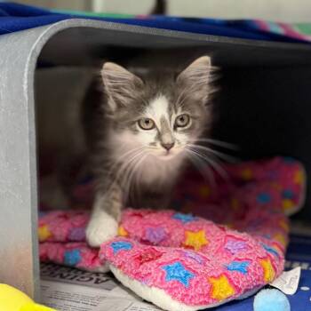 Nacho Libre -  Domestic Short Hair Cat for Adoption in Chicago, Illinois - Nacho Libre | PetCurious