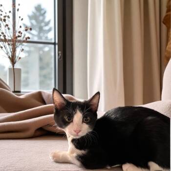 Rescue Domestic Short Hair Cats for Adoption in Dallas, Texas - Mary Lou | PetCurious