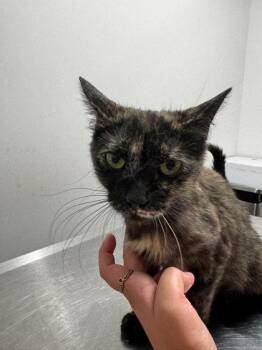 Beans (with Churro) -  Domestic Short Hair Cat for Adoption in Annapolis, Maryland - Beans (with Churro) | PetCurious