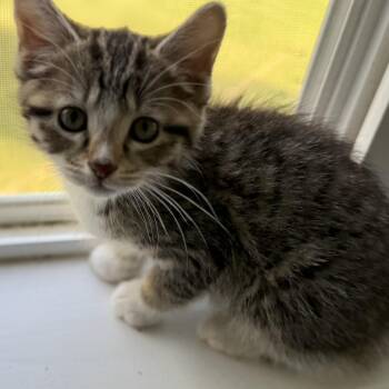 Domestic Short Hair Cats Available for Adoption in Cumming, Georgia - Baby Jane Doe | PetCurious
