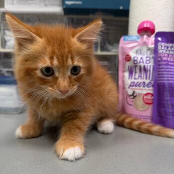 Domestic Short Hair Cats Available for Adoption in Englewood, Florida - Butterscotch | PetCurious