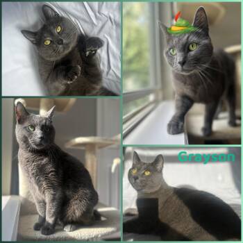 Rescue Domestic Short Hair Cats for Adoption in Windy Hills, Kentucky - Grayson | PetCurious