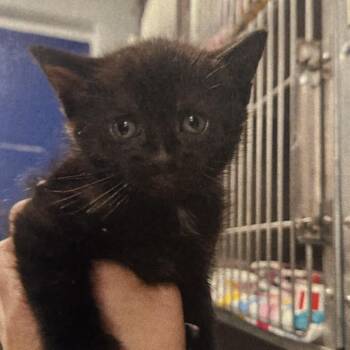 Ducky -  Domestic Short Hair Cat for Adoption in Hampton Bays, New York - Ducky | PetCurious