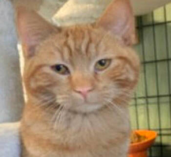 Rescue Domestic Short Hair Cats for Adoption in Waseca, Minnesota - Pumpkin | PetCurious