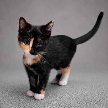 Thora -  Domestic Short Hair Cat for Adoption in Orland Hills, Illinois - Thora | PetCurious