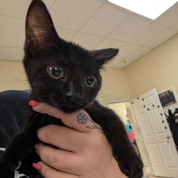 Sugar -  Domestic Short Hair Cat for Adoption in Titusville, Florida - Sugar | PetCurious