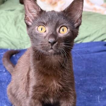 Iris -  Domestic Short Hair Cat for Adoption in Lyndhurst, Virginia - Iris | PetCurious