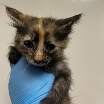 Haley -  Domestic Short Hair Cat for Adoption in Reno, Nevada - Haley | PetCurious