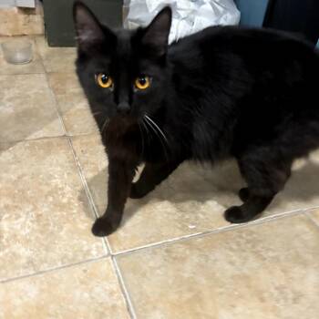Domestic Medium Hair Cats Available for Adoption in Brea, California - Zack | PetCurious