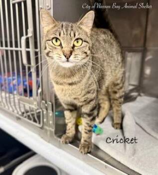 American Shorthair Cats Available for Adoption in Houston, Texas - F10-26 Cricket | PetCurious