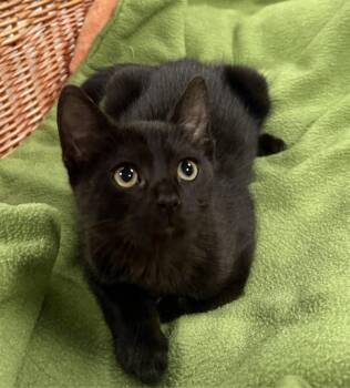 polly -  Domestic Medium Hair Cat for Adoption in San Jose, California - Polly | PetCurious
