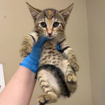 Ghost -  Domestic Short Hair Cat for Adoption in Birmingham, Alabama - Ghost | PetCurious