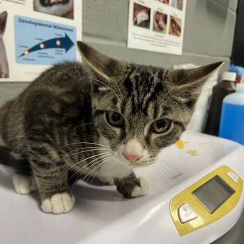 Rescue Domestic Short Hair Cats for Adoption in Allentown, Pennsylvania - Abu | PetCurious