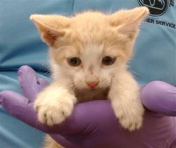 PERCY -  Domestic Short Hair Cat for Adoption in Doral, Florida - PERCY | PetCurious