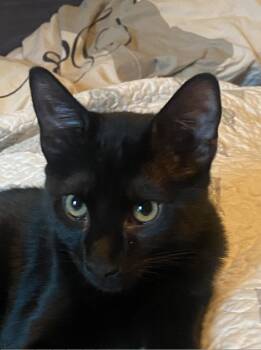 Rescue Domestic Short Hair Cats for Adoption in Sonora, California - Pepper | PetCurious