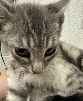 A273814 -  Domestic Short Hair Cat for Adoption in Chula Vista, California - A273814 | PetCurious