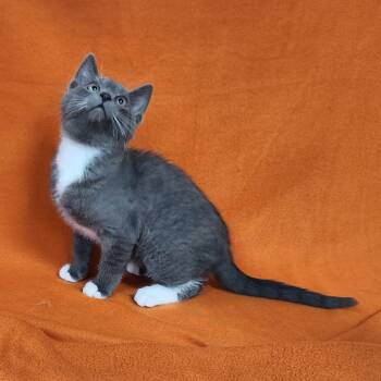 Rescue Domestic Short Hair Cats for Adoption in Coos Bay, Oregon - Stardust | PetCurious