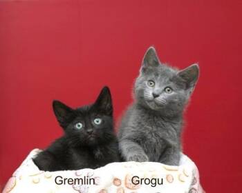 Gremlin -  Domestic Short Hair Cat for Adoption in Parma, Ohio - Gremlin | PetCurious