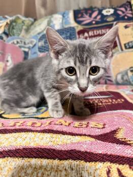 Dolly -  Domestic Short Hair Cat for Adoption in Fresno, California - Dolly | PetCurious