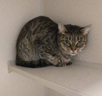 Lucy -  Domestic Short Hair Cat for Adoption in East Brookfield, Massachusetts - Lucy | PetCurious